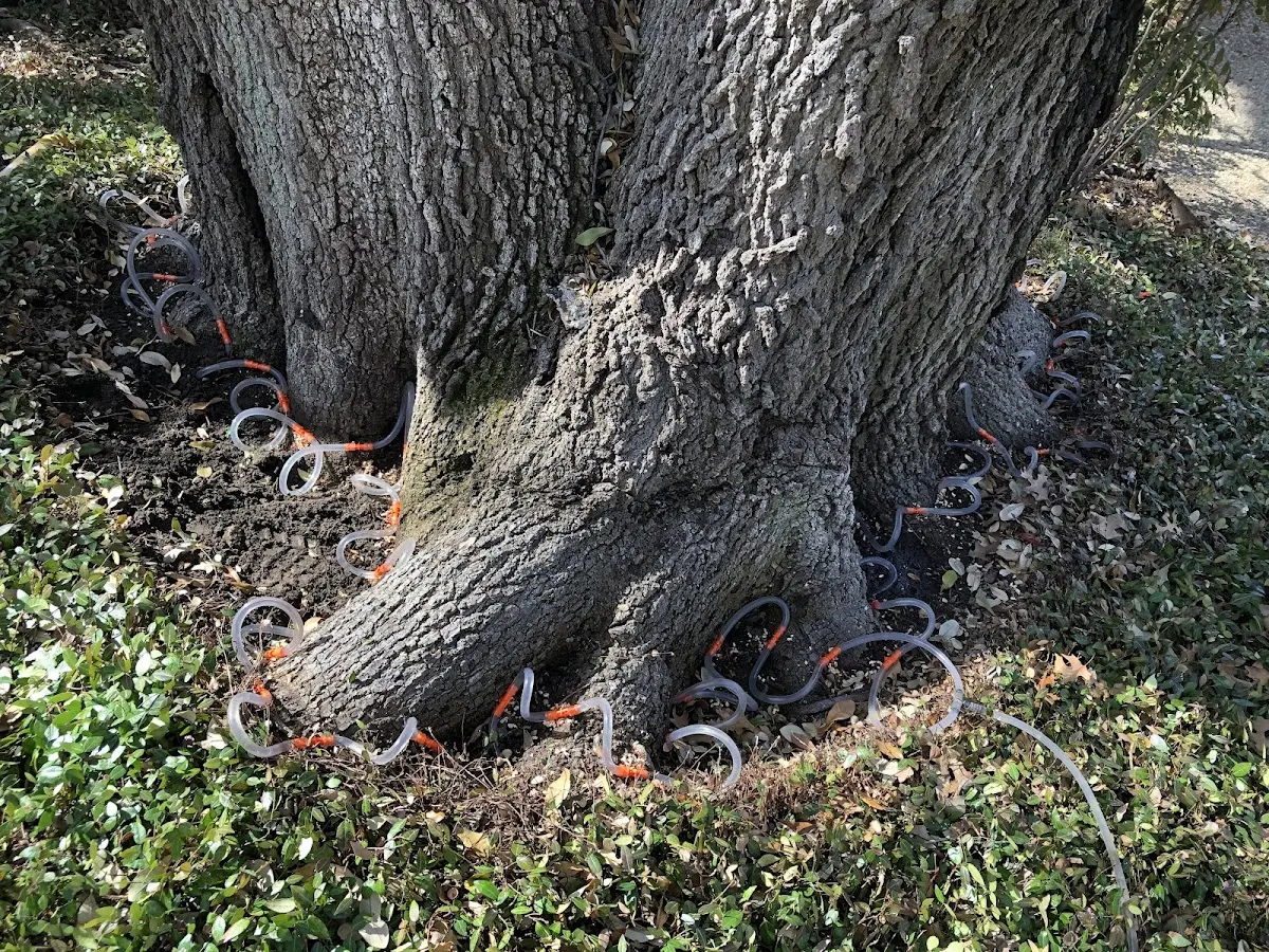 Detailed Tree Cabling and Bracing job site in Elma